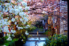 2015　京都の桜