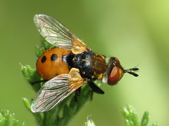 Tachinid Flies - Tachinidae