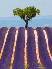 France - Provence
