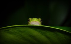 Frogs: Anura