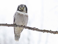 Haukugle (Hawk Owl)