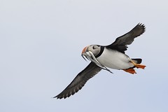 macareux moine/Atlantic Puffin