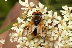 Diptera - Guernsey