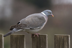 Ringdue (Wood Pigeon)
