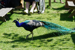 Test Nikon D750 The birds of the park Pairi Daiza Belgique