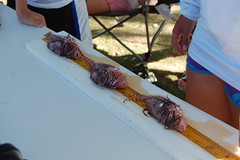 Miami Lionfish are Measured