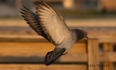 Rock Pigeon (feral)