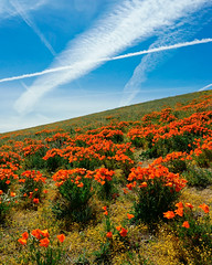 Wildflowers Antelope Valley