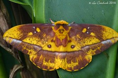 Moths and caterpillars - Ecuador 2014