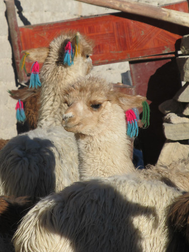 Le Sud Lipez: un enclos à lamas dans notre village