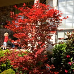 My Japanese Maple is starting to look good.