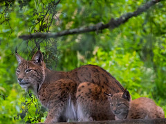 Lynx 2016