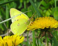 2015 Butterflies and Moths