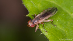 Diptera: Brachycera: Sciomyzidae