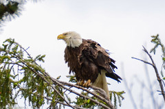 Eagle Spotting IV | 2015