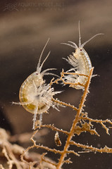 Scuds or Side-swimmers (Gammaridae)