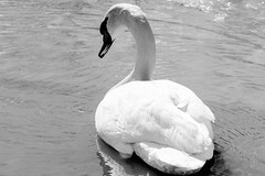 Geese/Swans