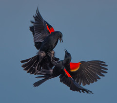 Blackbirds, Orioles 