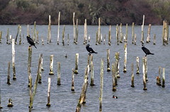 Parc ornithologique du Teich