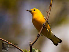 Prothonotary Warbler 2015