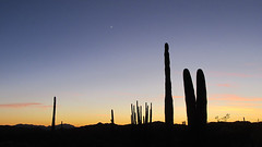 Organ Pipe Cactus National Monument - November 2014