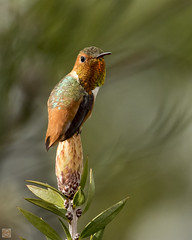 Hummingbirds 2015