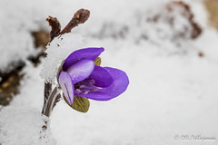 Spring in Finland - Suomen kevät