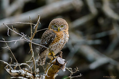 Strigiformes - Owls