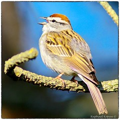 Sparrows, Finches and relations