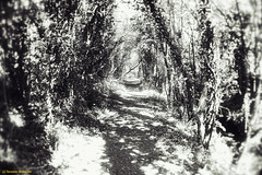 Path beside the River Mole
