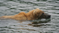 Niedźwiedź dobrze pływaja