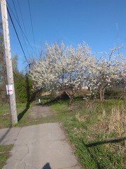 tree blossoms