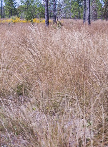 Wiregrass cover crop. NRCS photo.