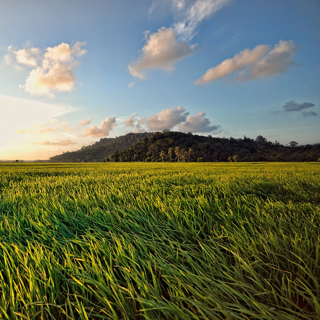 sunset rice field malaysia