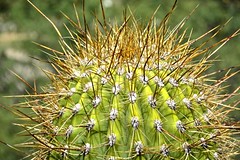 Cactées - Cactus - Euphorbes 