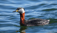 Grebes & Divers