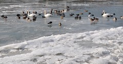 Neckar on Ice