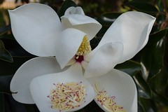 Magnolia Blossom:  Beginning to End
