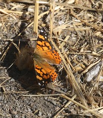 California Butterflies 