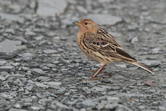 Lappiplerke (Red-throated Pipit)