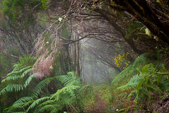 Foggy and creepy trail