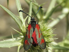 Burnet & Forester Moths - Zygaenidae