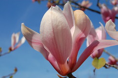Magnolia: april 2015