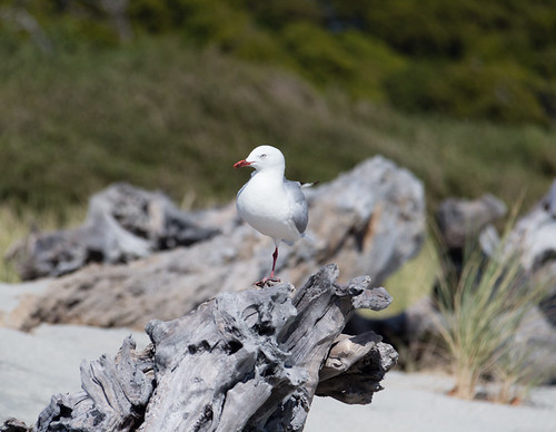 our only beach companion - a red-billed gull