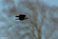 Jackdaw-Corvus monedula.