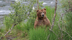 Niedźwiedź grizzli drapie się po plecach