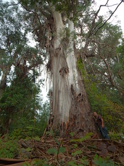 Giant Eucalyptus