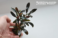 Bucephalandra sp. "Nanga Pinoh"