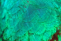 Quetzal Feathers