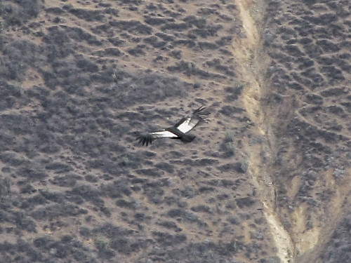 Trek du Cañon de Colca: un condor plus âgé (plumage noir et blanc) en vol !